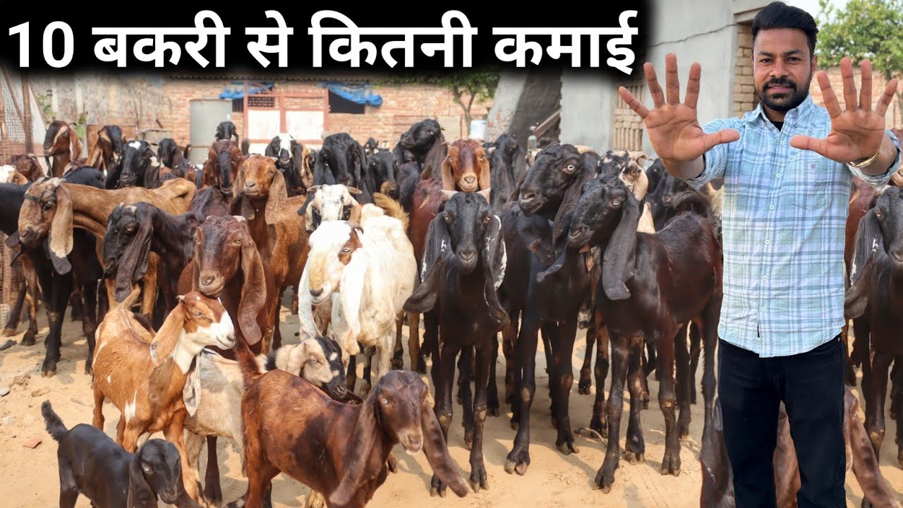 10 बकरी से कितनी कमाई | Bakri Palan | How to start Goat Farming