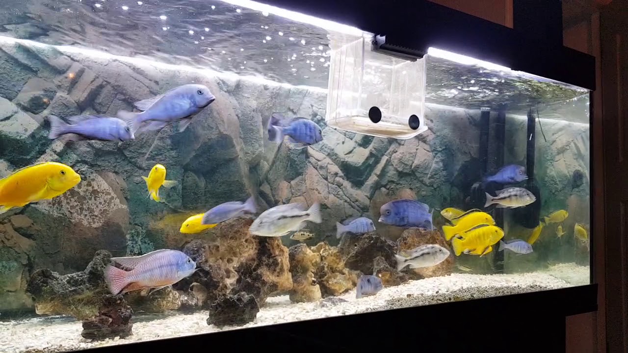 Fight between blue dolphins
