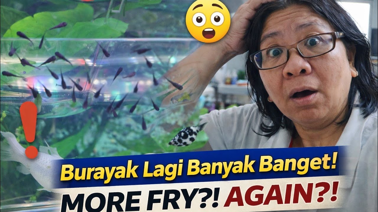 Belum Sebulan… Burayak Muncul Lagi! Molly Ikan Sejuta Umat Ini Gak Ada Remnya?!