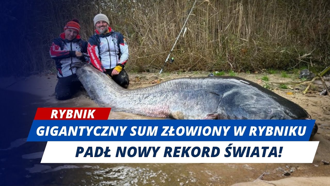 ZŁOWILI GIGANTYCZNEGO SUMA! MIAŁ PRAWIE TRZY METRY