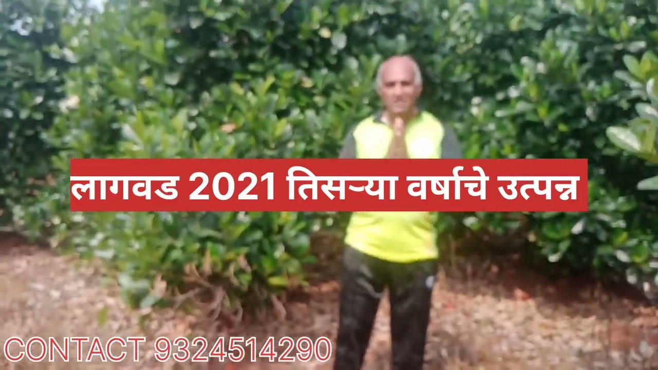 फणस लागवड 2021. तिसऱ्या वर्षीचे उत्पन्न. भरपूर उत्पन्न देणारा फणस.