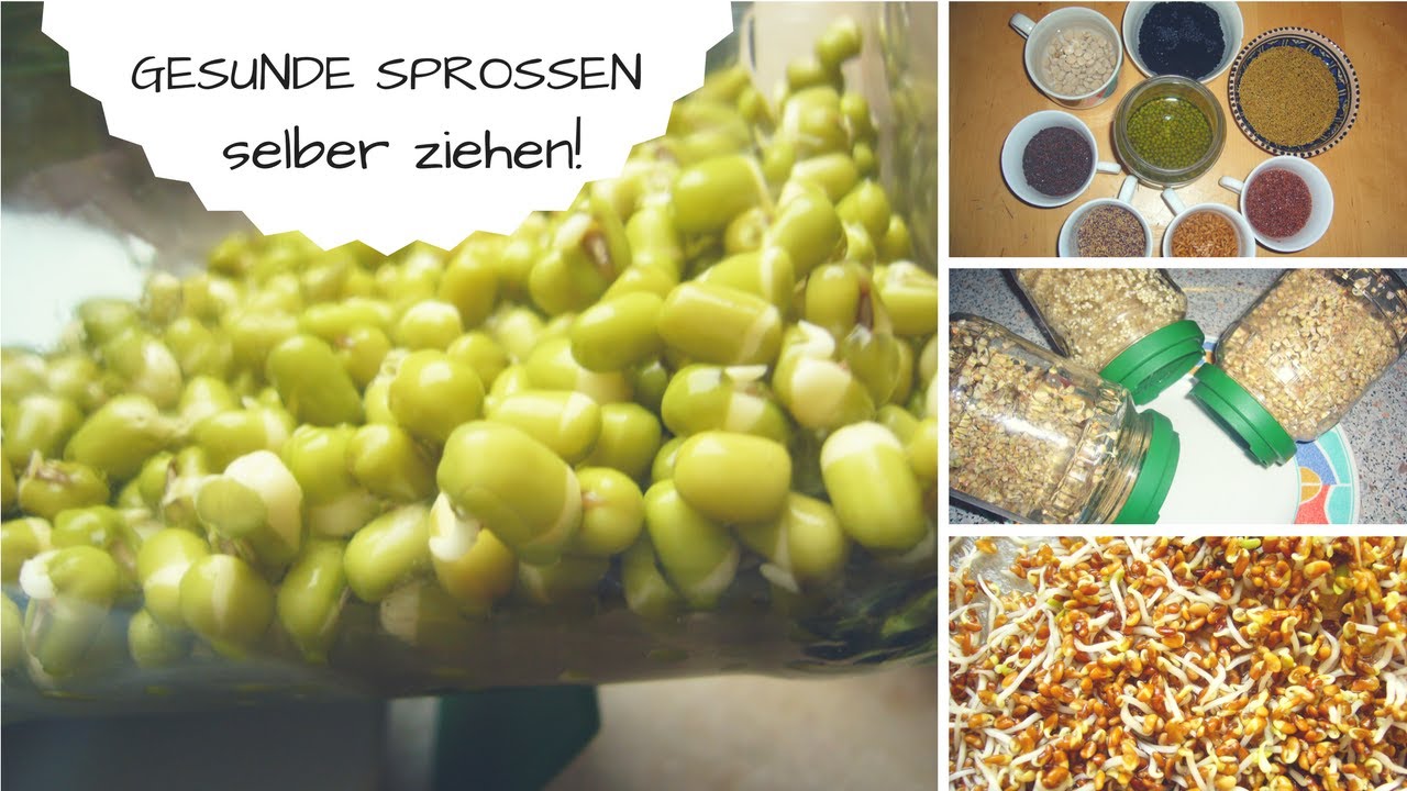 Sprossen selbst ziehen: wichtige Infos + Anleitung zum Keimen
