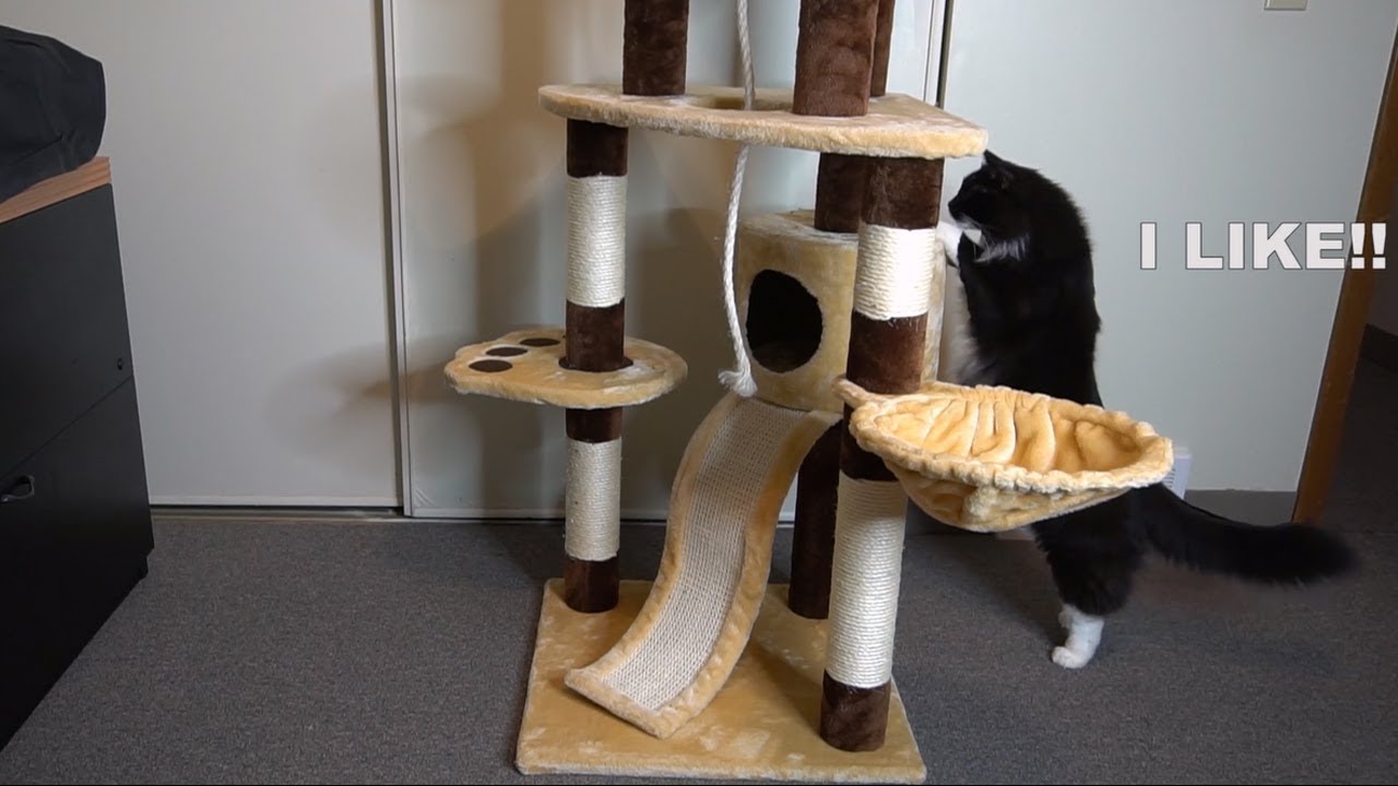 Favorite Cat Activity Tree Unboxing and Review