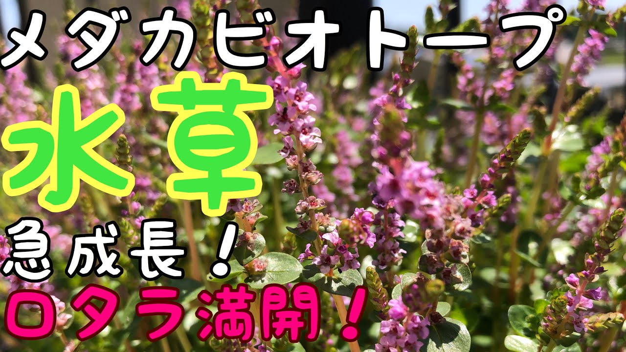 メダカビオトープ水生植物急成長！お手入れ。