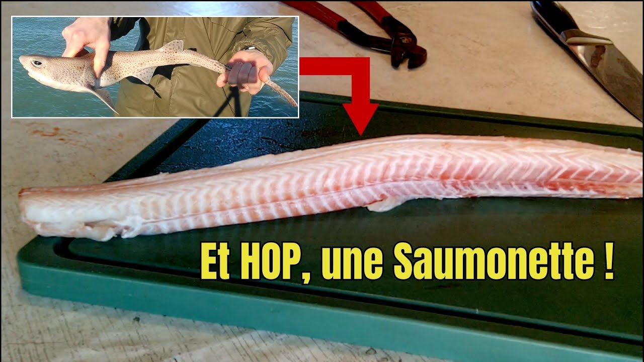 Comment préparer une Roussette au retour de la pêche