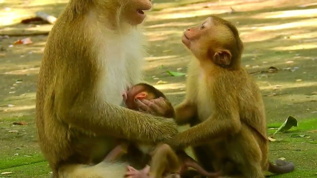 Sarika&rdquo; the Mother Monkey Gets Angry and Hits Her Baby! 😢