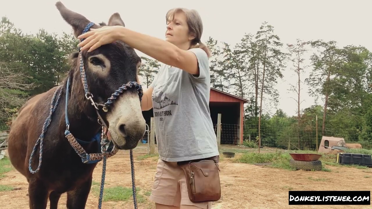 Donkey Bridle custom made NO SQUISH EARS BRIDLE (how to put on and adjust)