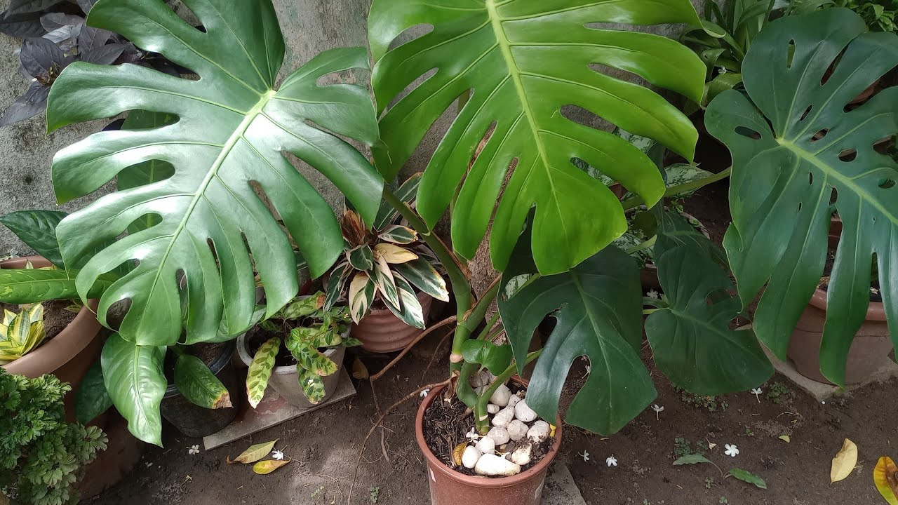 PODA DA COSTELA DE ADÃO DESCOMPLICADA: Siga as Dicas e Crie um Ambiente Deslumbrante!