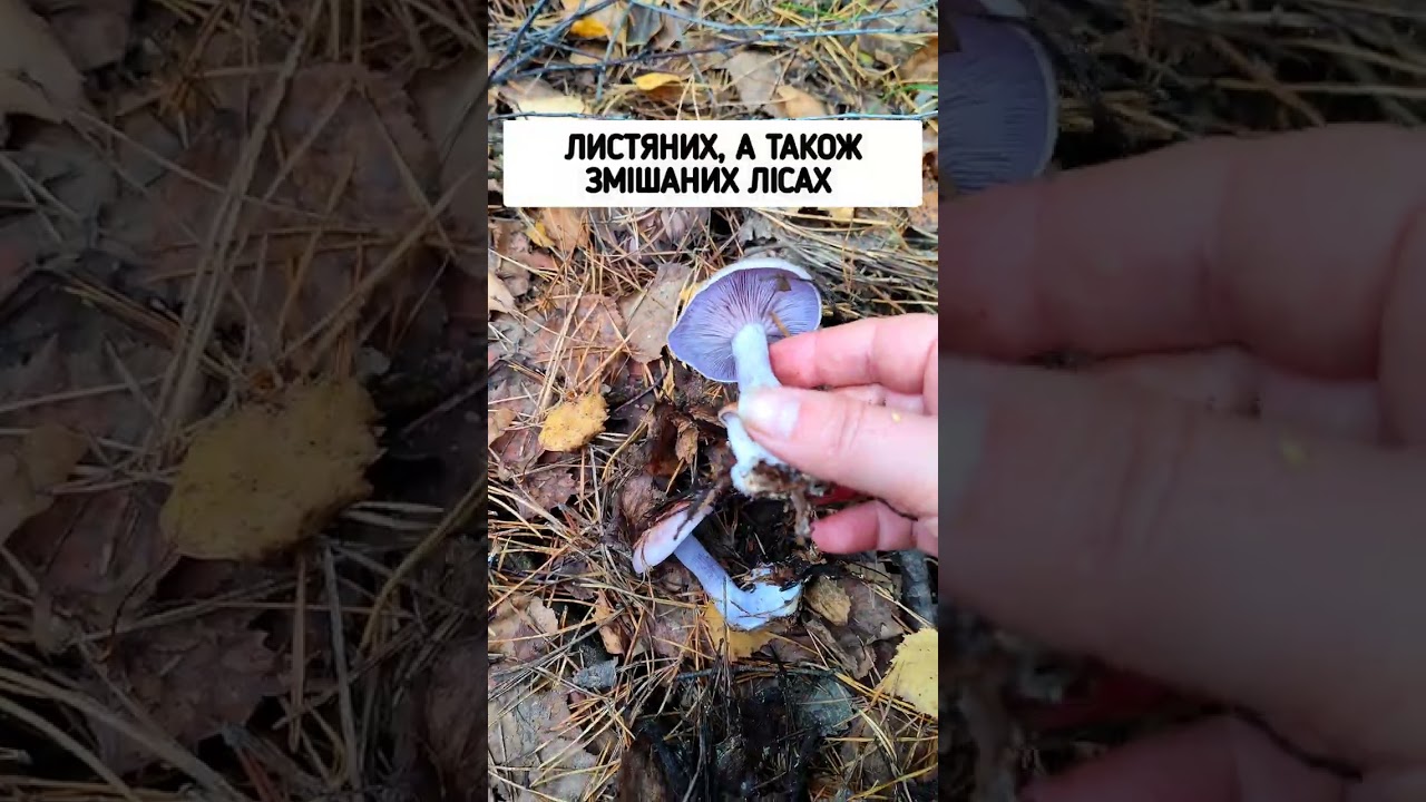 Рядовка фіолетова | Lepista nuda
