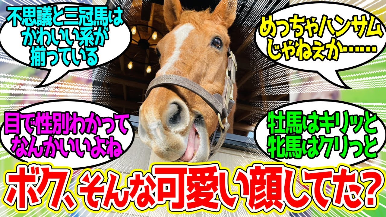 可愛い牡馬・美人な牝馬&hellip;人気馬たちの顔の魅力!!に対するみんなの反応！【競馬 の反応集】