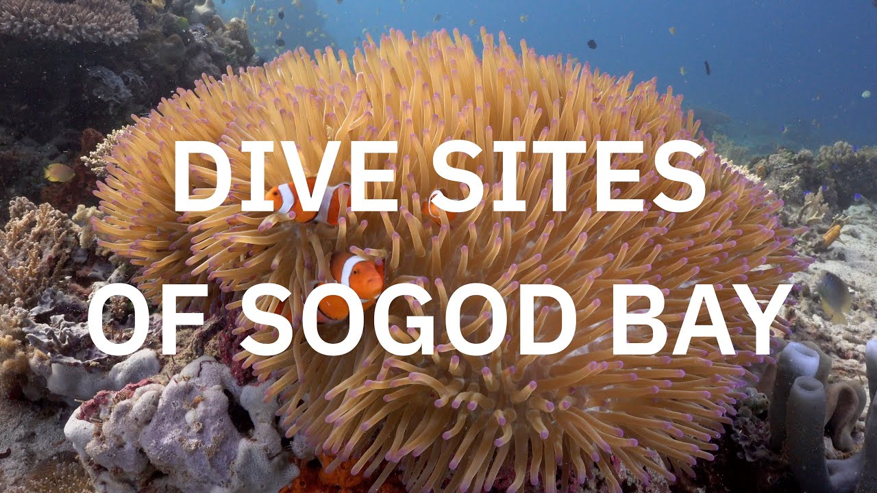 Sogod Bay Dive Sites | Southern Leyte | Philippines | 4K | Sony NX80