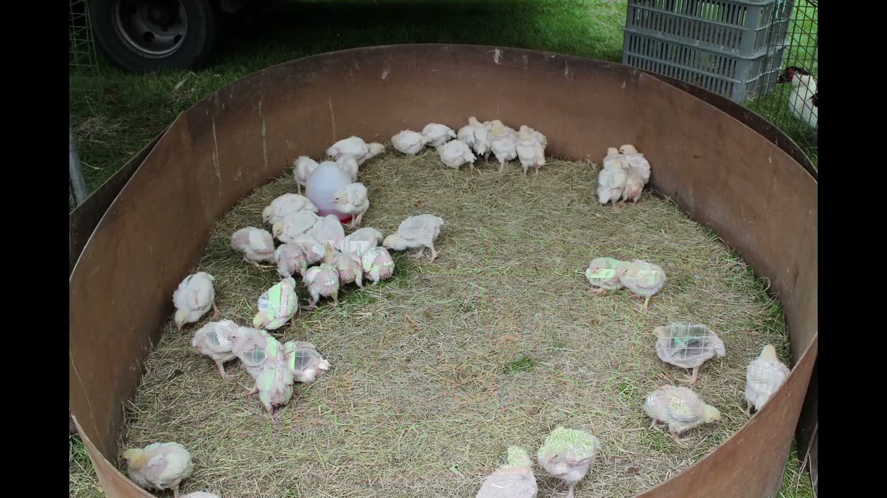 Kleintiermarkt Kommern 19.5.2013 (11 jähriges Bestehen 2024)