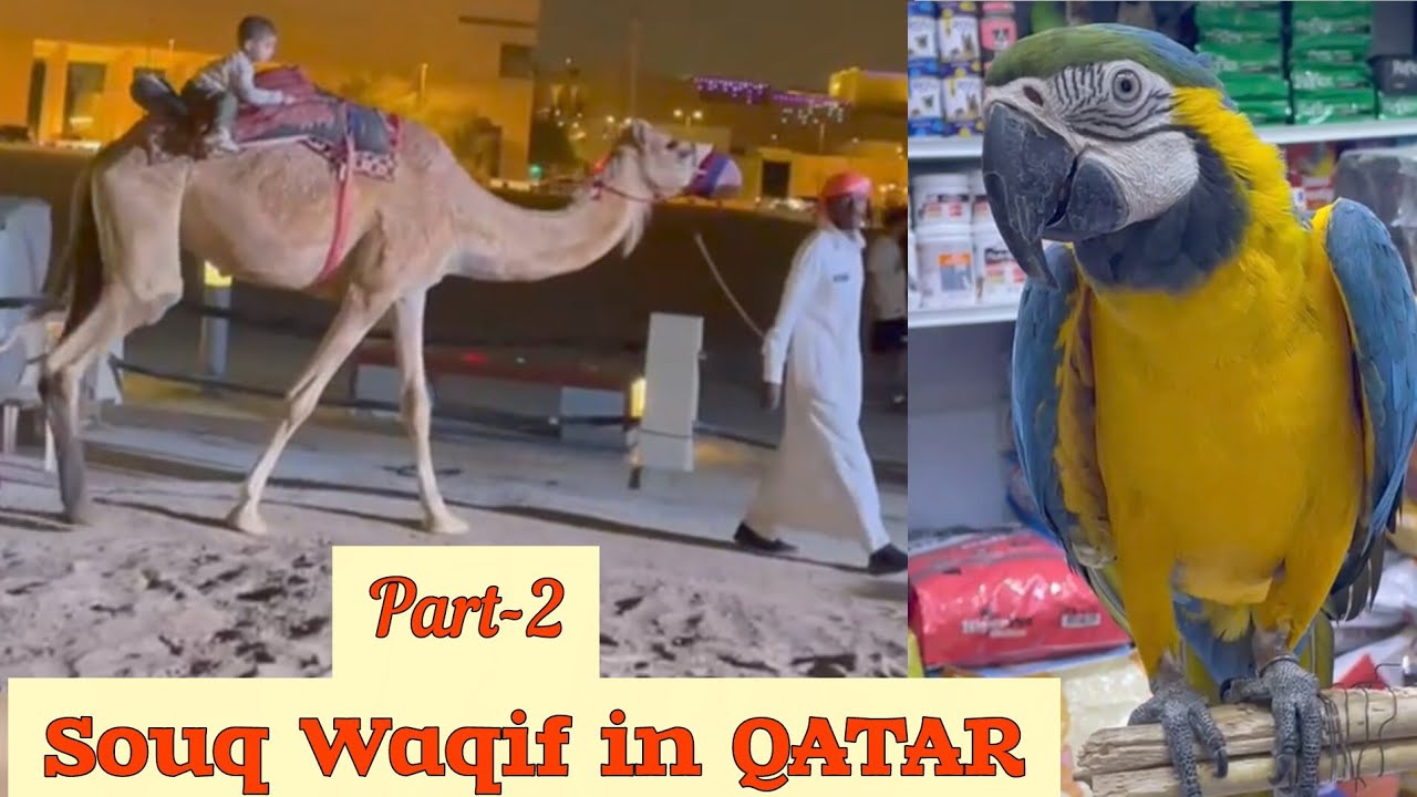 Qatar Tour | Souq Waqif part-2 | Birds Market | Camel and Horse Ride | क़तर की पुरानी तोता बाज़ार