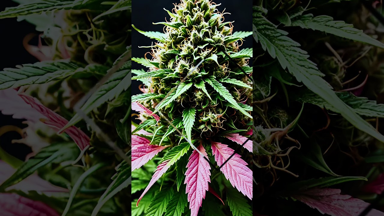 Pink lady by Natural Selections