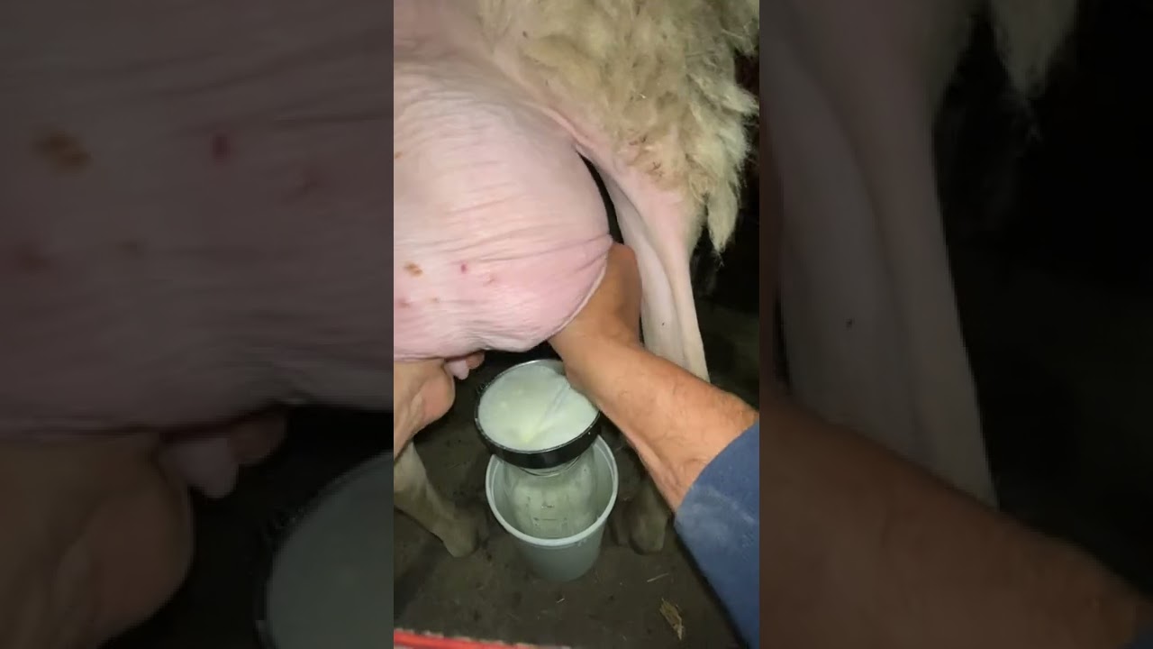 Milking sheep  #1