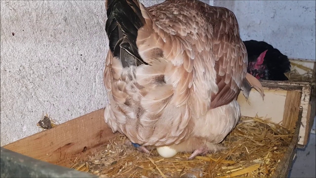 poule marans qui pond