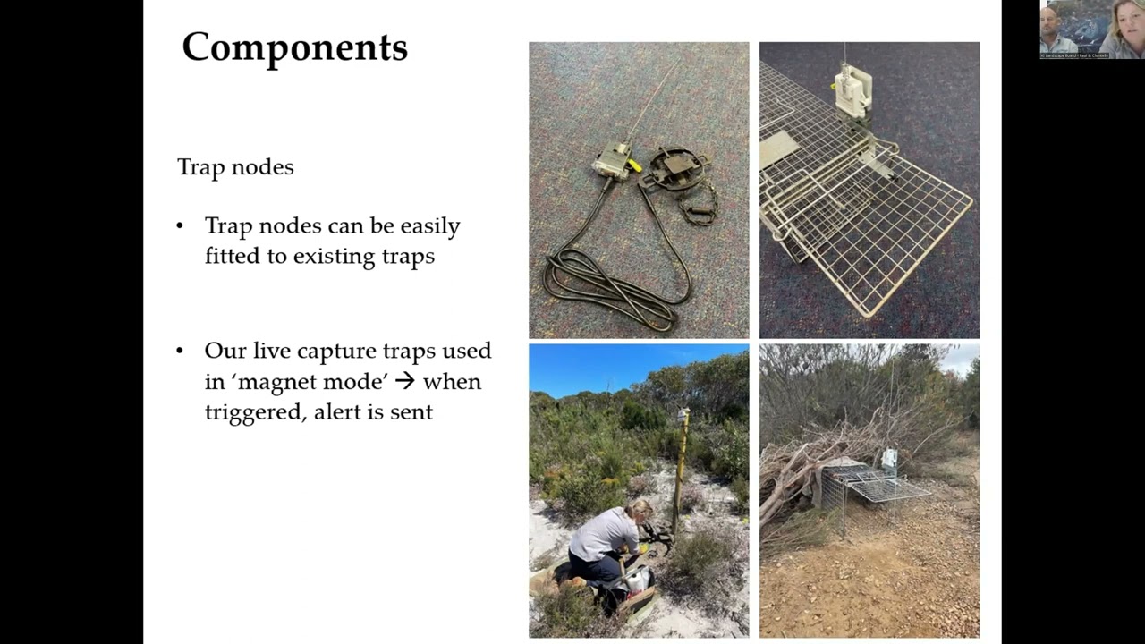 Protecting the Kangaroo Island dunnart's future using trap alert technology