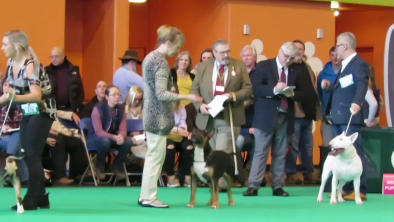 Crufts 2017 Bull Terrier Classes Standard Male Dogs