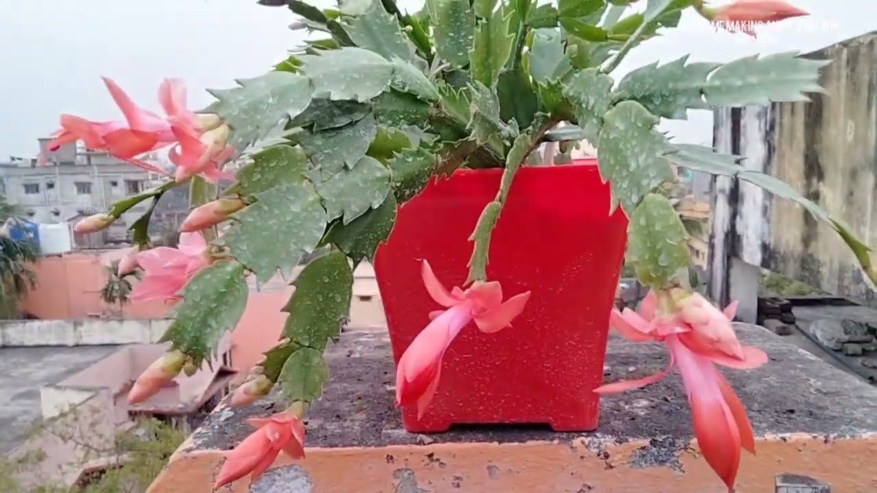 Repotting, Bud to Full Bloom of Thanksgiving Cactus | Christmas Cactus 🌵