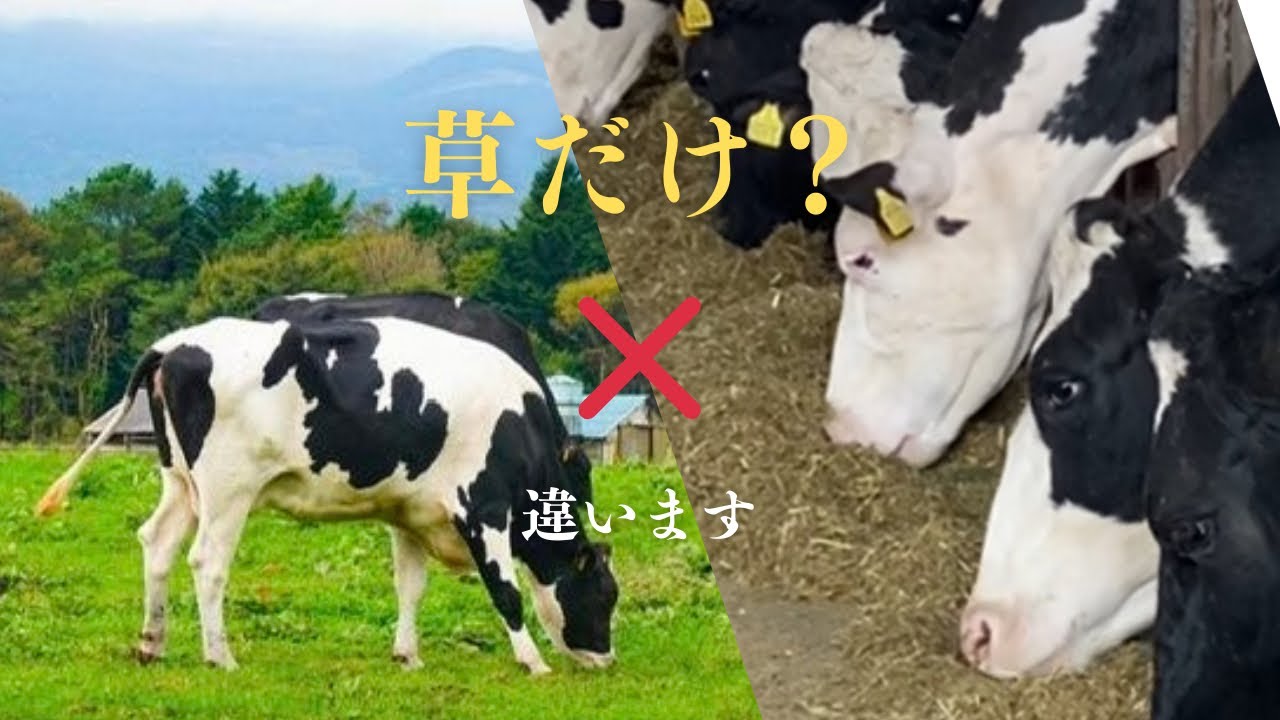 【牛は草だけじゃない】酪農のエサの本当の話#酪農#牛の餌#TMR#グラスフェッド#牛乳の裏側#農業