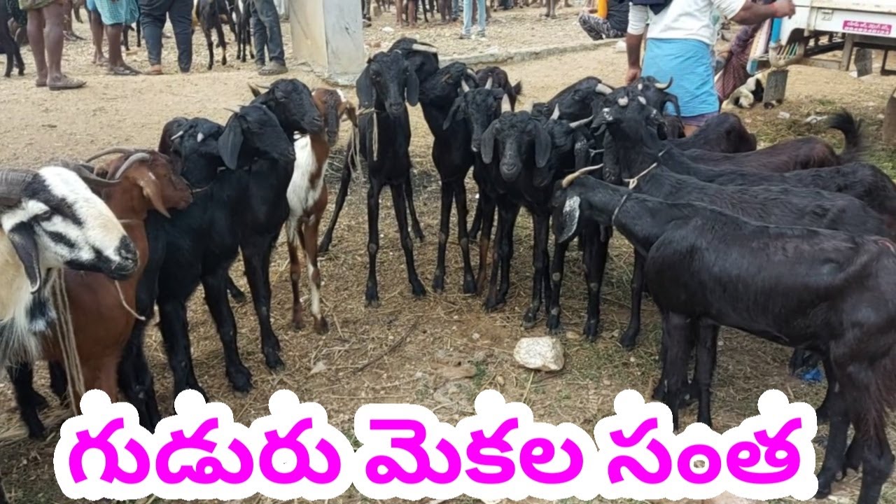 Goat sheep friday market gudur mandi