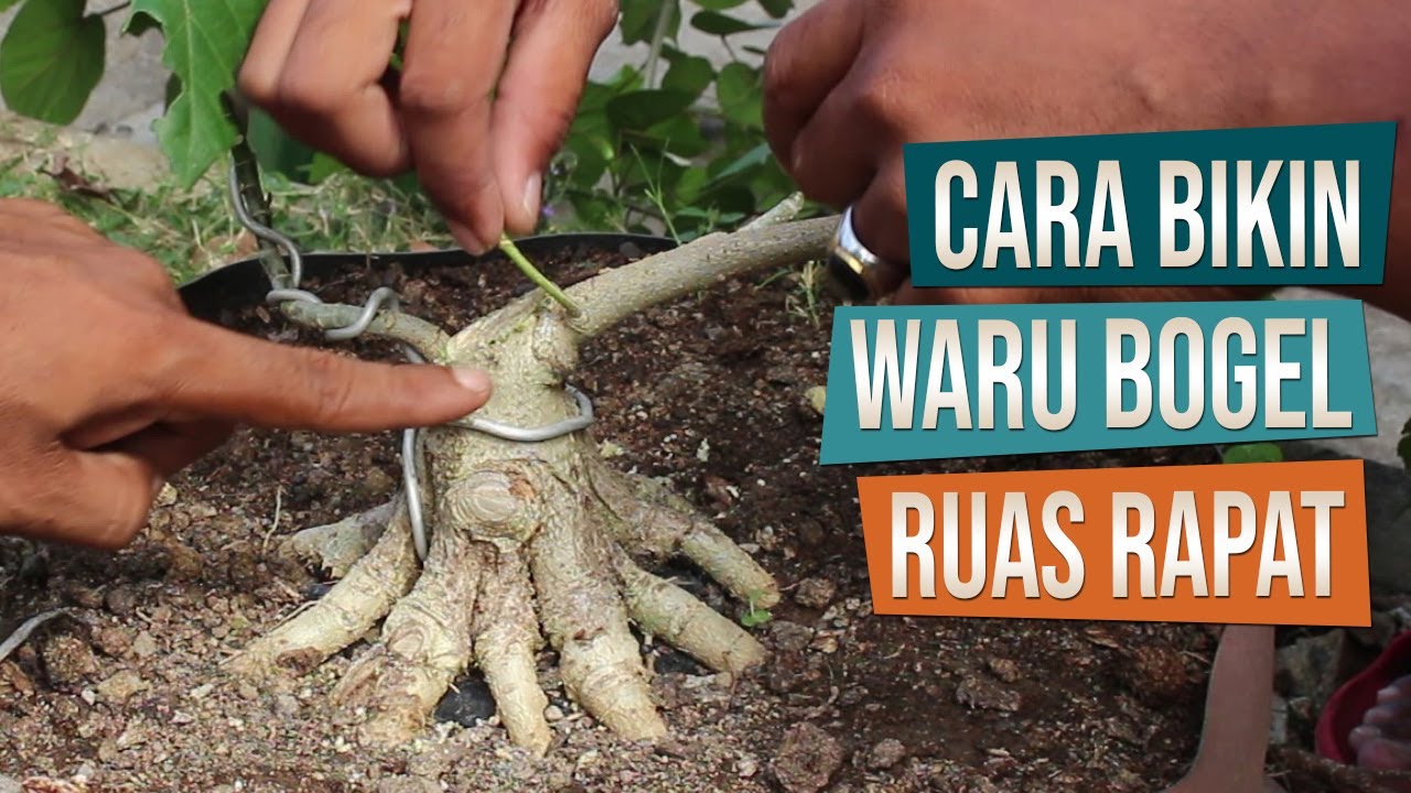 Cara Bikin Bonsai Waru Bogel Dengan Ruas Rapat Bersama Mas Ben