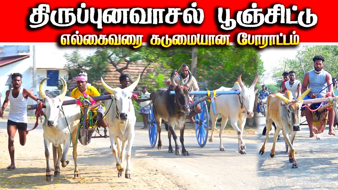 திருப்புனவாசல் பூஞ்சிட்டு 1 பந்தயம் 08.03.2026