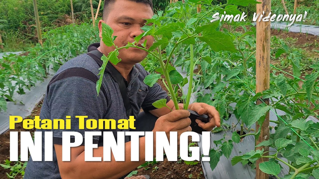 PETANI TOMAT || TUNAS HARUS DI REMPEL