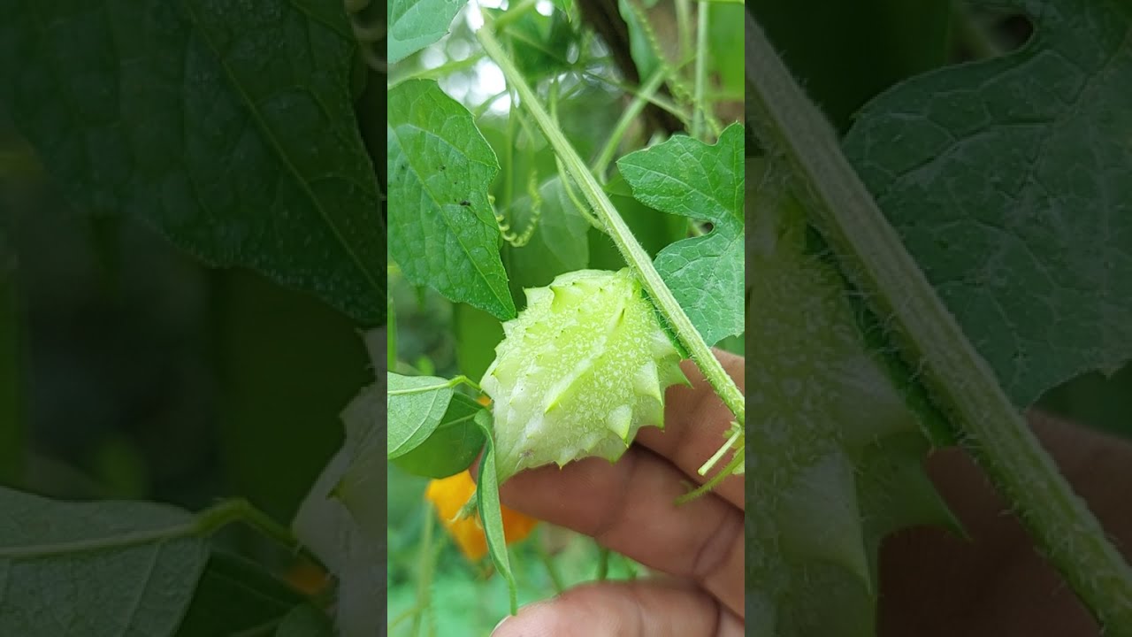  Wild Ampalaya