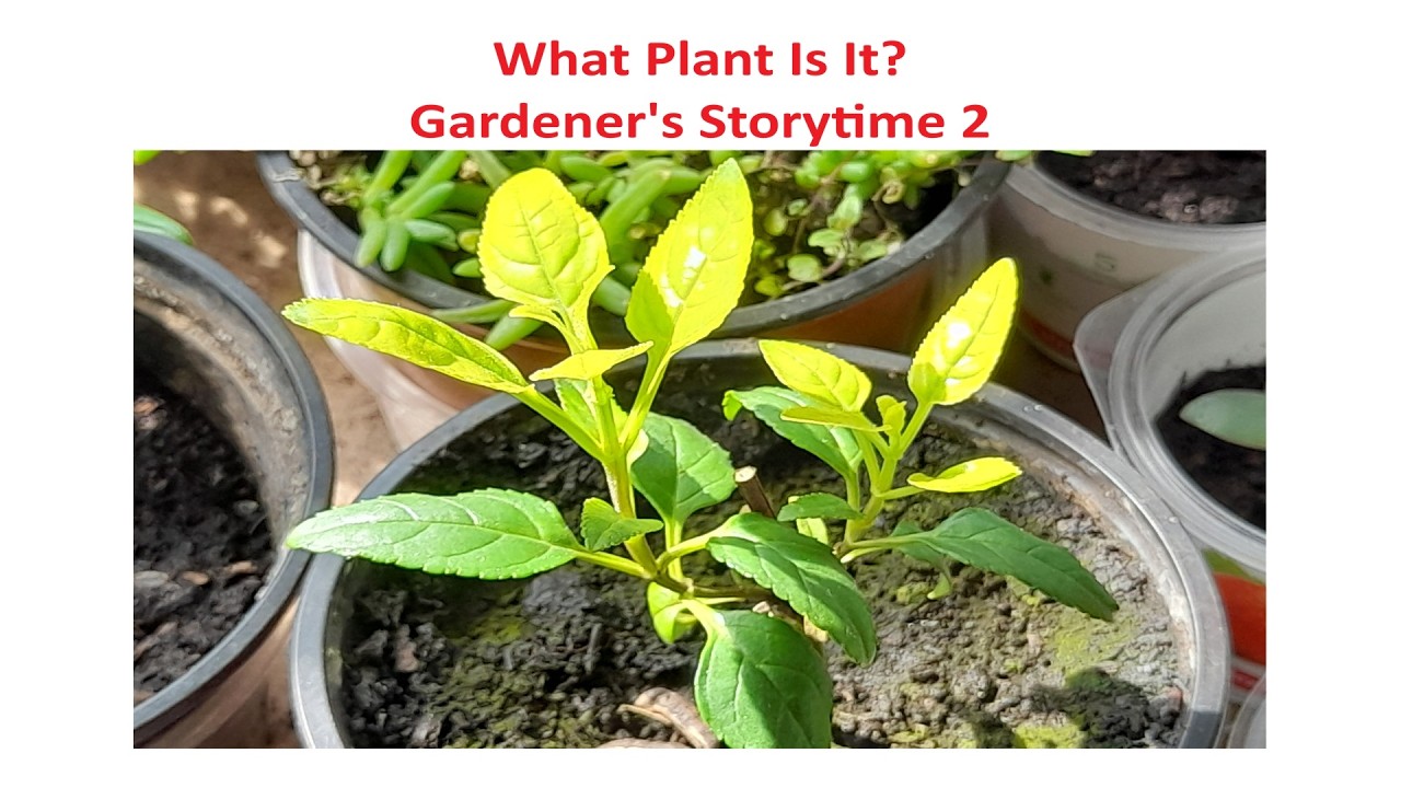 What Plant Is It? Gardeners Storytime 2