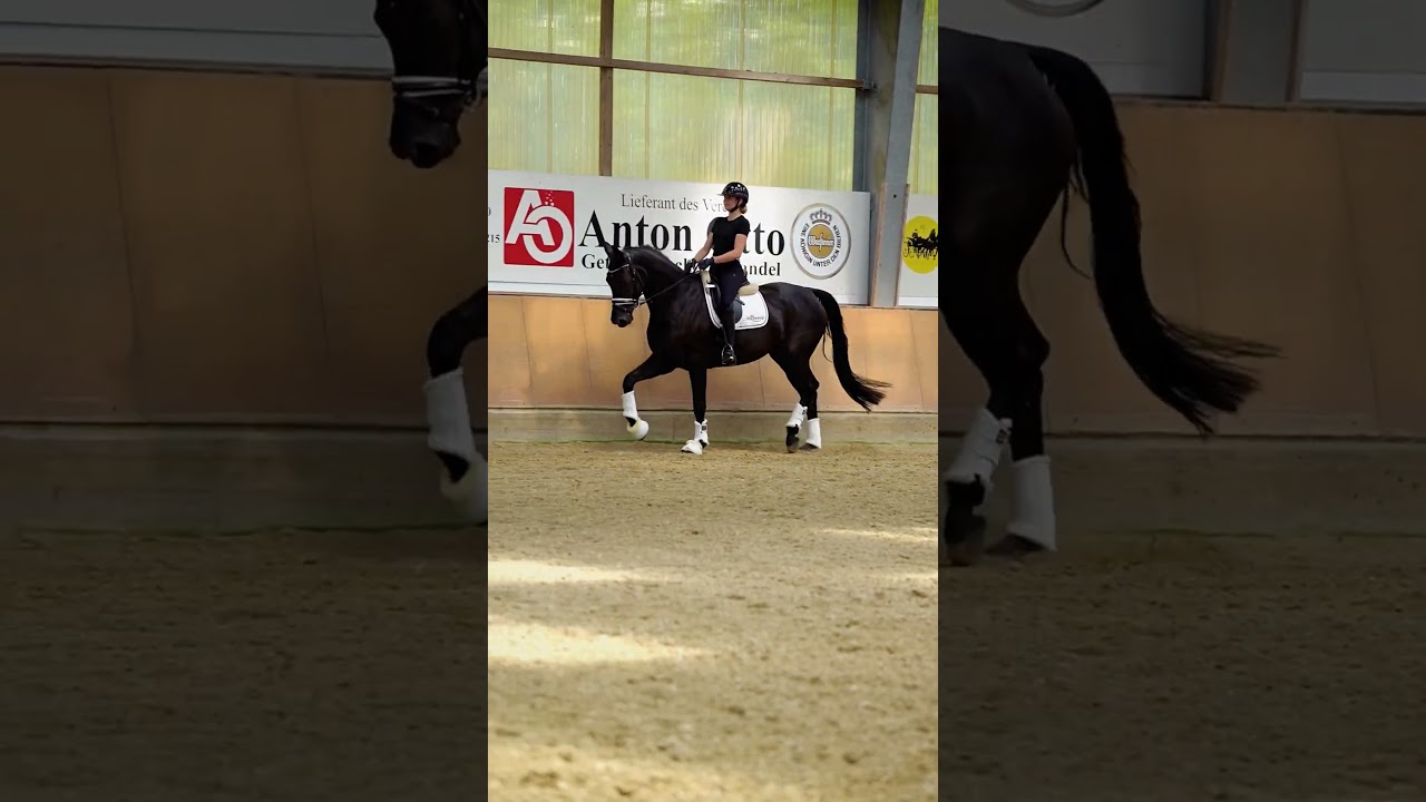 Wundersch&ouml;ne 5 j&auml;hrige Rappstute 😍 for Sa1e 🐴 #dressurpferd #horse #horses #pferde #dressage