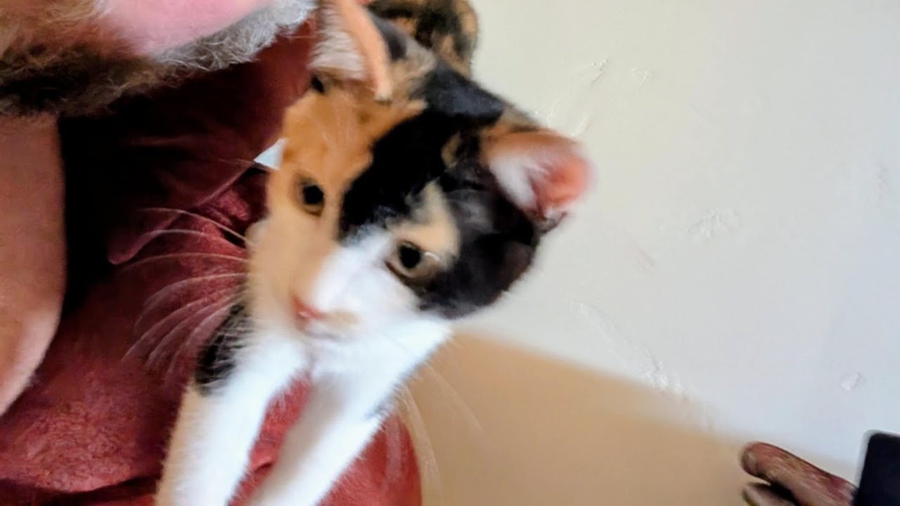 Kitty Fights Penny-dog's Tail 🐾