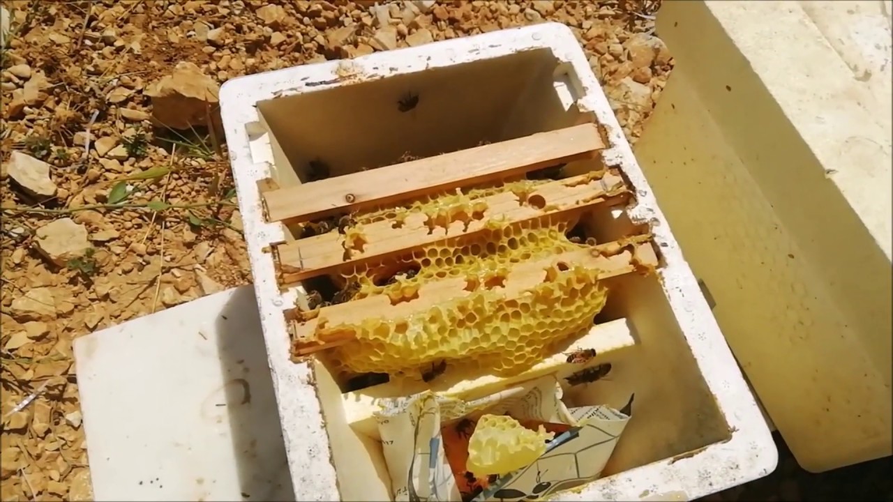 Ağustos Sonunda Arı Bölme-Ana Arı Çiftleştirme Kutuları için Bölme Yapmak