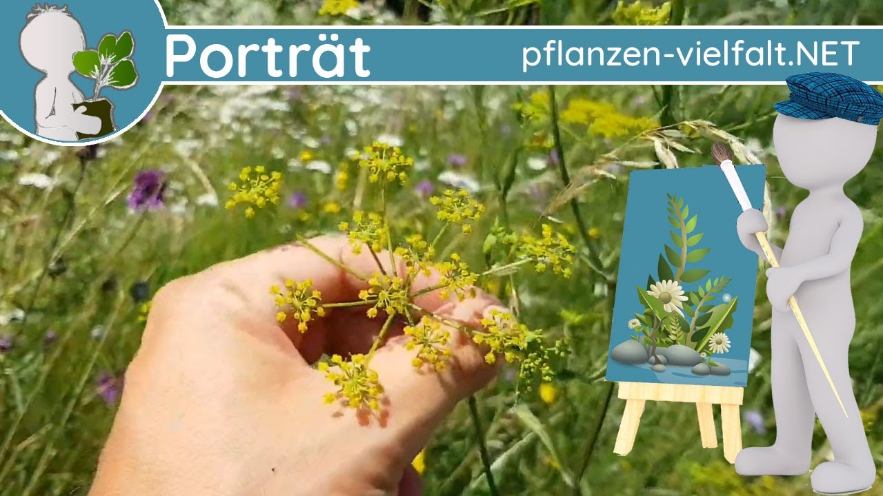 🖼️ Porträt 138 - Wilde(r) Pastinake/Pastinak (Pastinaca sativa) - Steckbrief (Essbar)