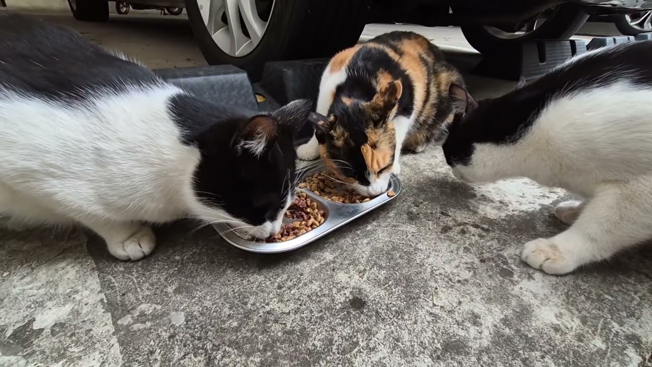 밥먹고 또먹는 냥이들 참치캔+사료는 다른가 보네~