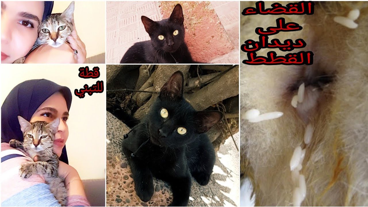 العلاج الفعال و النهائي لديدان الأمعاء لدى القطط + قطة للتبني// Traitement des vers de chat