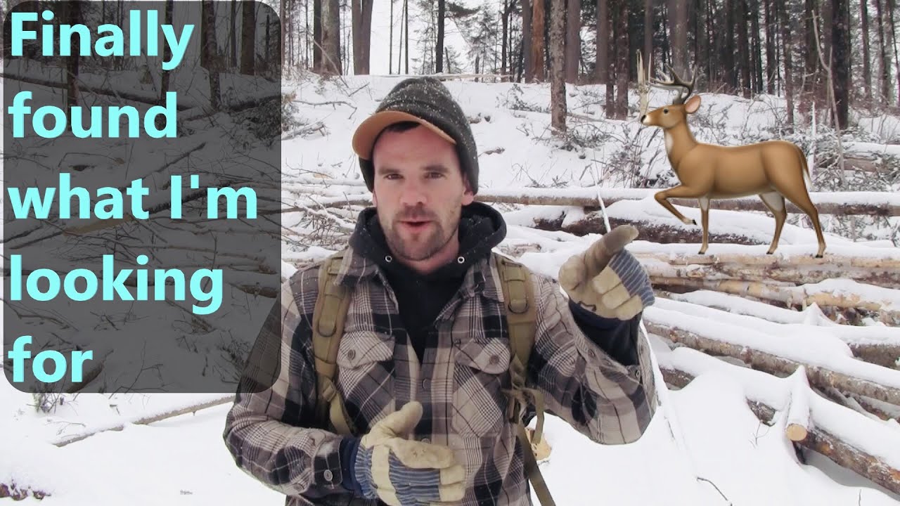 Scouting Clearcuts for Shed Antlers