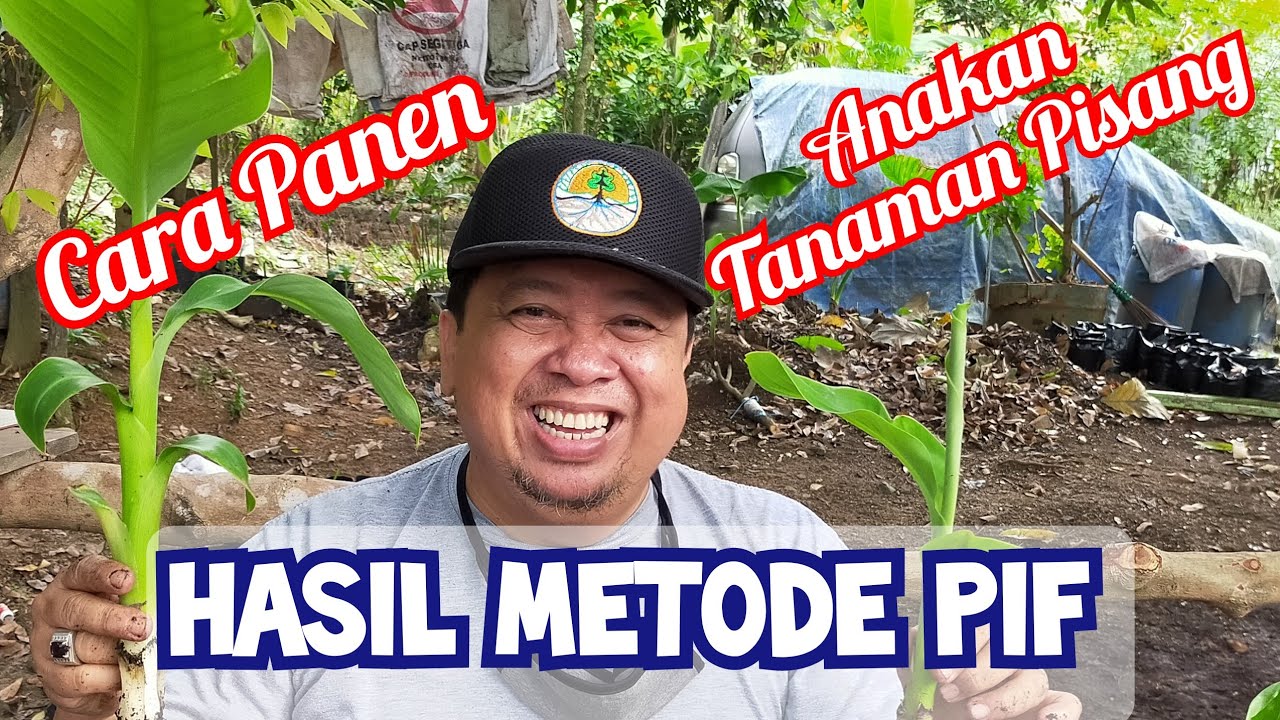Cara Panen Anakan Pisang Hasil 