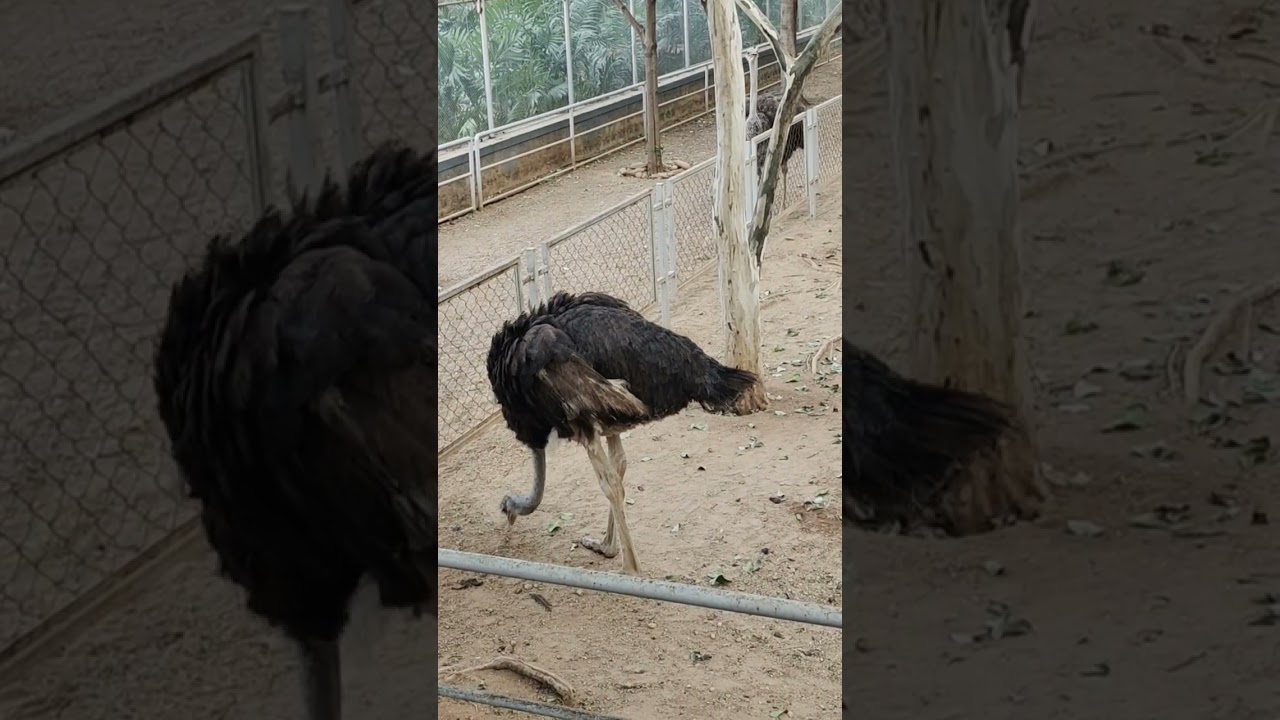 Fun fact about ostrich / shuturmurg from ramoji film city Hyderabad.