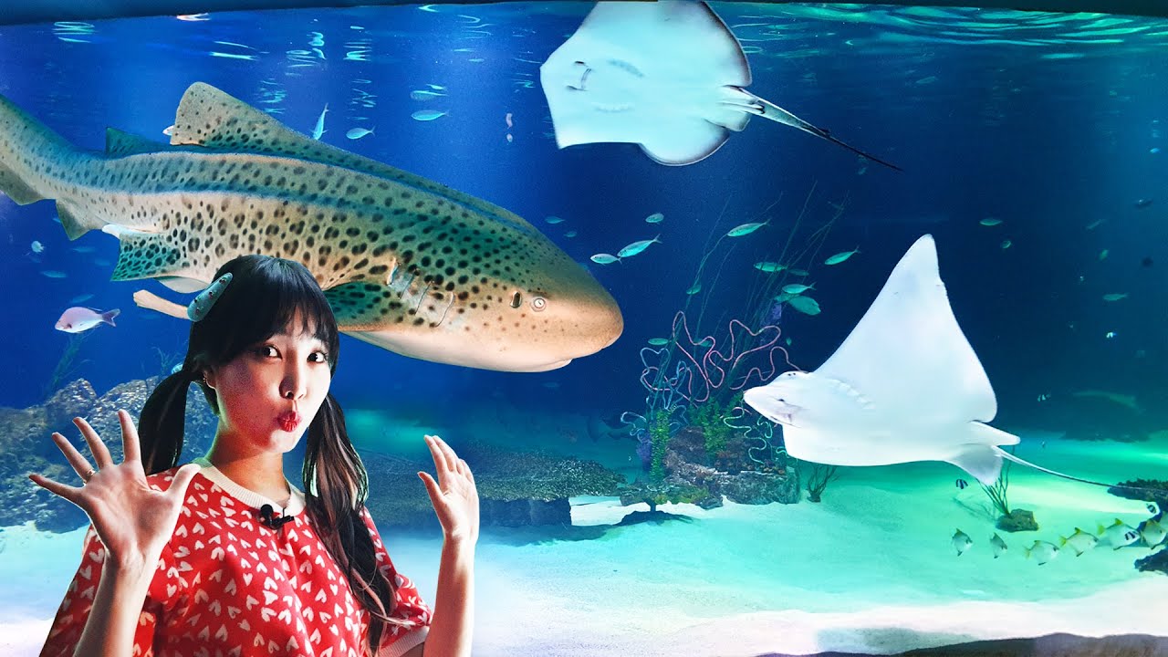 63아쿠아플라넷에 가다! 해양생물에 대해 알아봐요~ 수족관 물고기