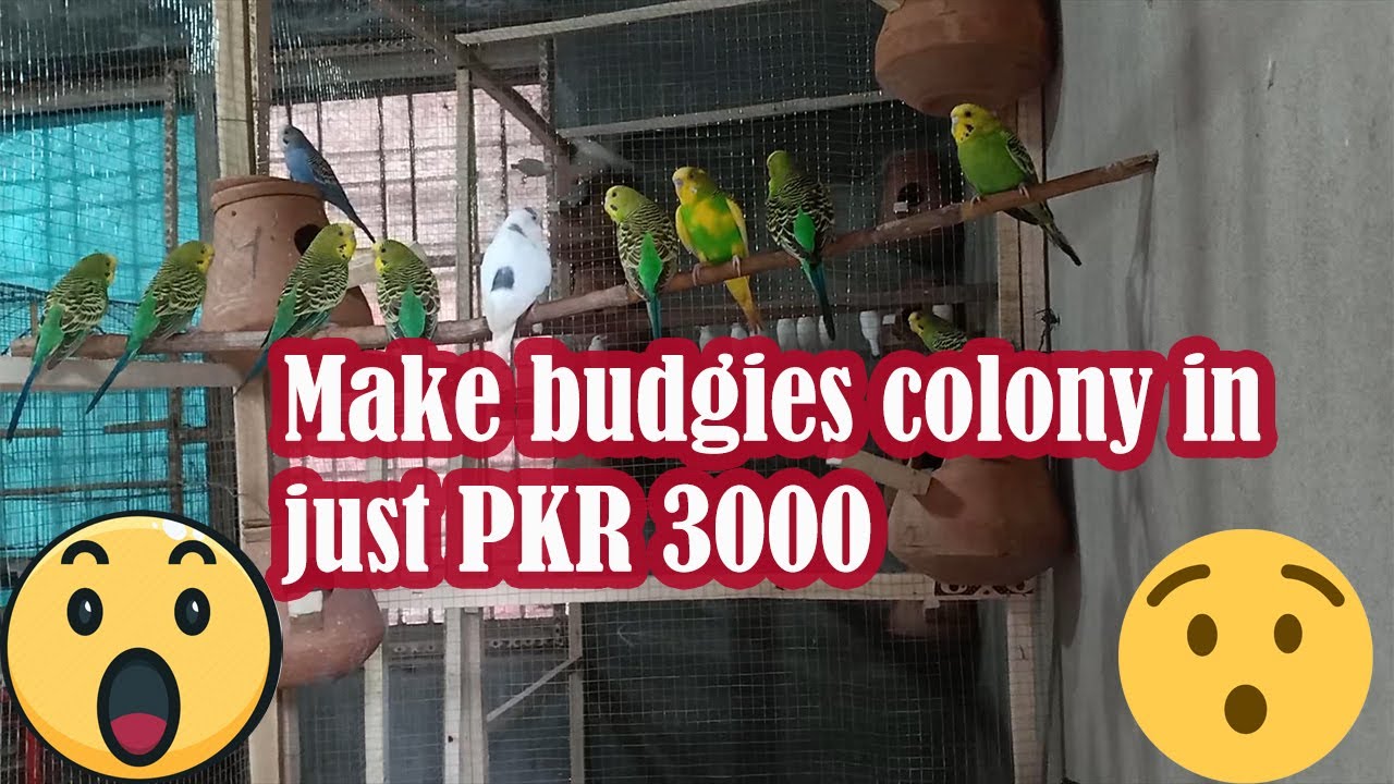 Budgies colony l making colony in just 3000 l easy wooden cage l budgies l breeding season start l