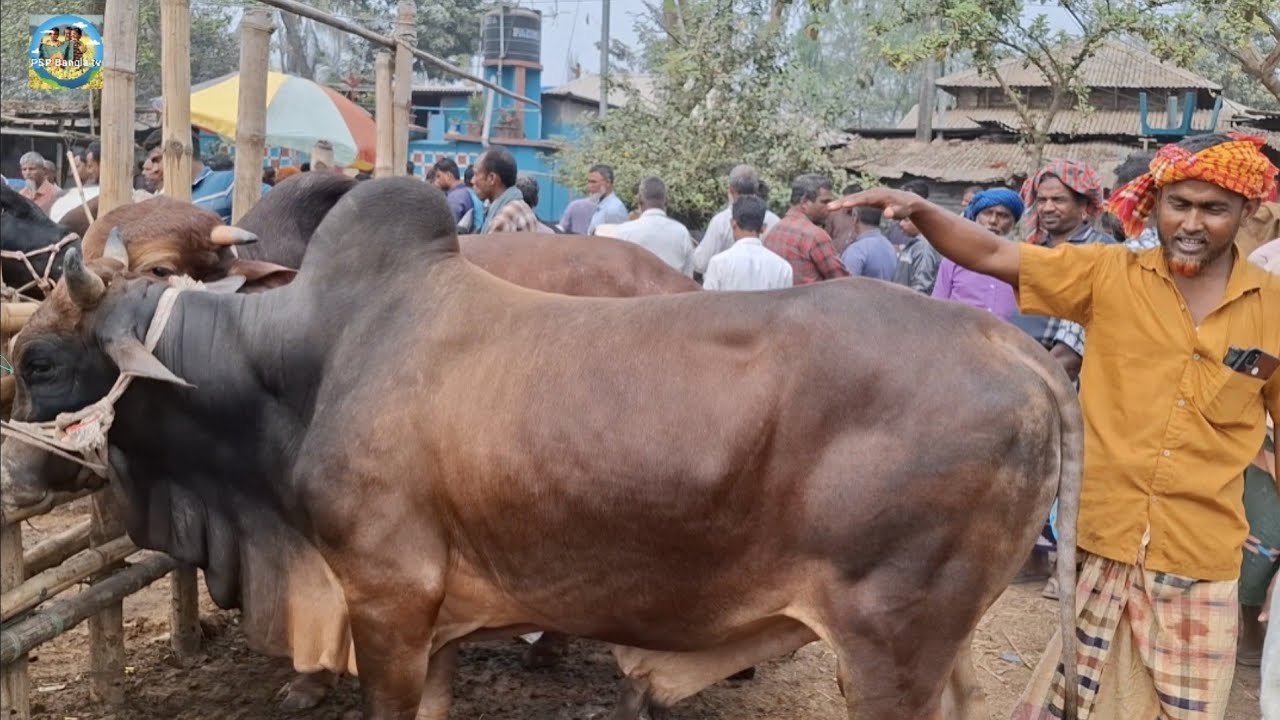 @ ৮/৩/২০২৬|| খামার উপযোগী কুরবানির বড় বড় ষাঁড় গরুর দাম কাহারোল হাটে||
