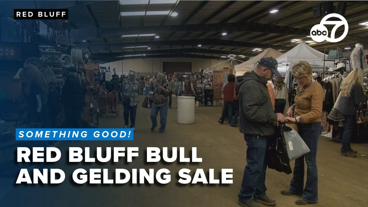 Red Bluff Bull and Gelding Sale boosts local economy with major event