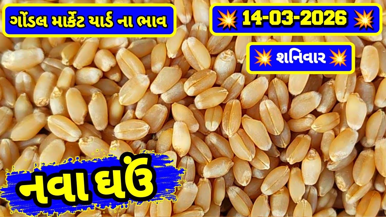 નવા ઘઉં ના ભાવ | 14-03-2026 | ગોંડલ નવા ઘઉંના ભાવ | Wheat Market Price | RJ Gondal Marketing Yard 