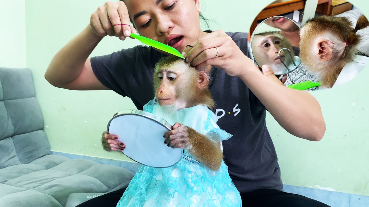 Wow... So beautiful! Monkey Lyly imitates her mother to beautify herself