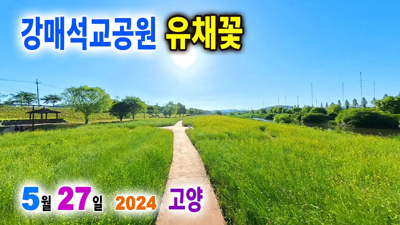 강매석교공원 유채꽃 ── 2024. 5. 27