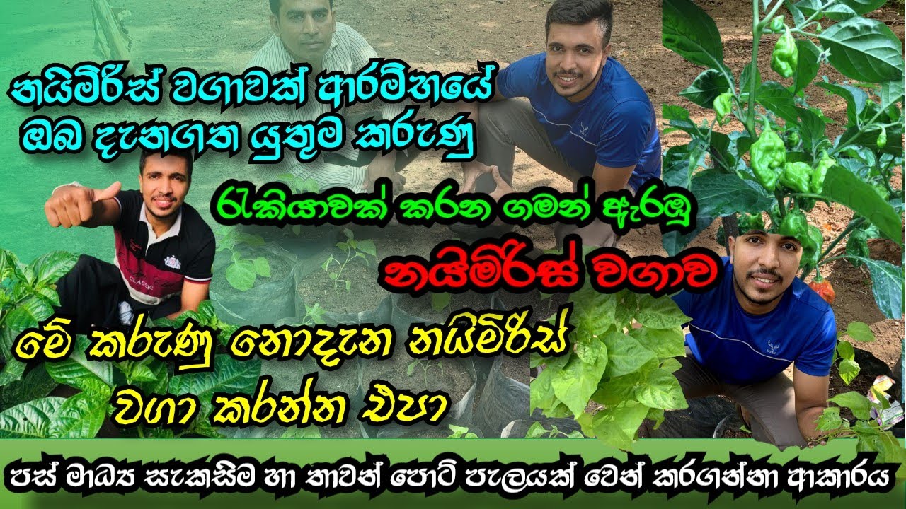 නොදැන නයිමිරිස් වගාවක් කරන්න එපා | රැකියාවක් කරන ගමන් ඇරඔු වගාව | Scotch Bonnet | Manulak agro
