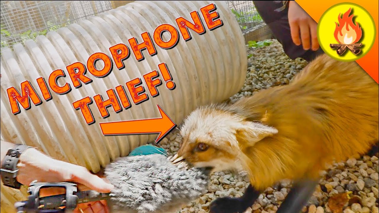 Fox Steals Microphone!