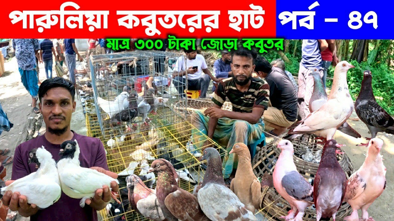 মাত্র ৩০০ টাকায় জোড়া কবুতর কিনুন | kobutor hat 2025 | pigeon market in bangladesh | paruliya hat