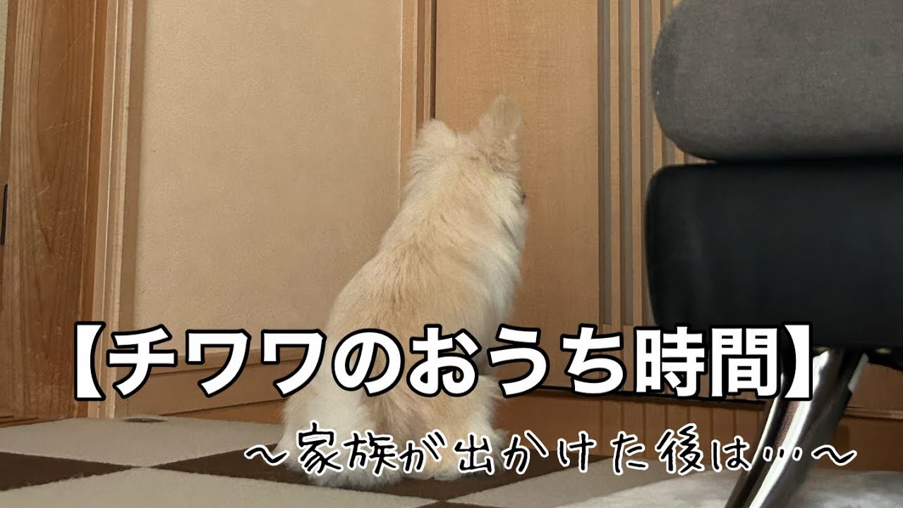 【チワワのおうち時間】チワワ普段何してるの？